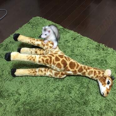 キリンを倒せ！
