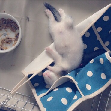 お迎えしたての頃