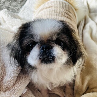 ペキニーズ　めぐちゃん