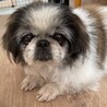 ペキニーズ　めぐちゃん サムネイル5