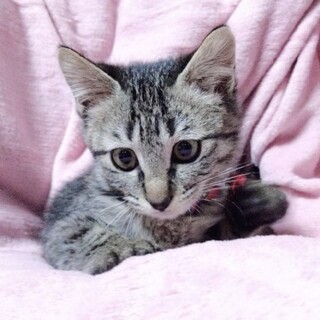 年末年始もお見合い可。犬猫と仲良くできる黒キジ♀