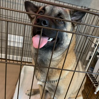 雑種犬マムくん、