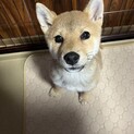 柴犬の子犬の女の子