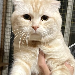 C22-M1128　綺麗なスコちゃんです♪