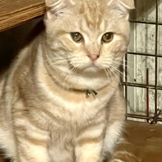 C22-M1109 ⑤　ツンデレBOY♪