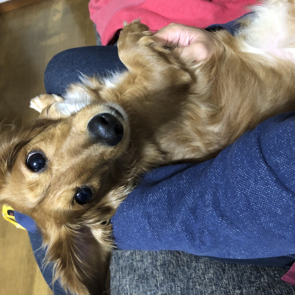 加藤アロンのカバー写真