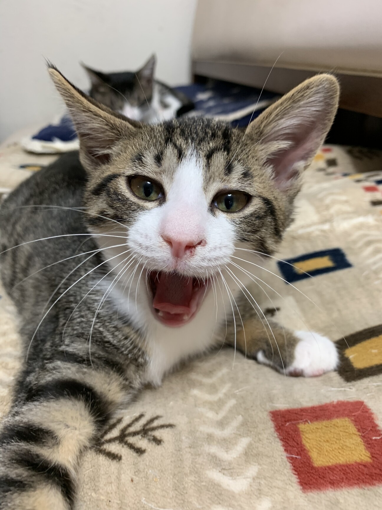 カクンと曲がった尻尾がチ 千葉県 猫の里親募集 ペットのおうち 月間利用者150万人