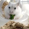 【12/19〜】ハムスターの赤ちゃん譲ります サムネイル7