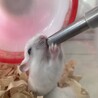 【12/19〜】ハムスターの赤ちゃん譲ります サムネイル3