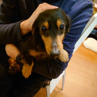 ロングヘアーダックスフント　ナッツくん