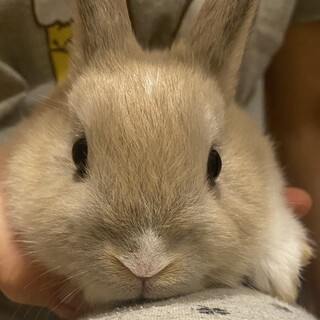 【募集一時停止】師走っこリマちゃん※多頭飼育崩壊