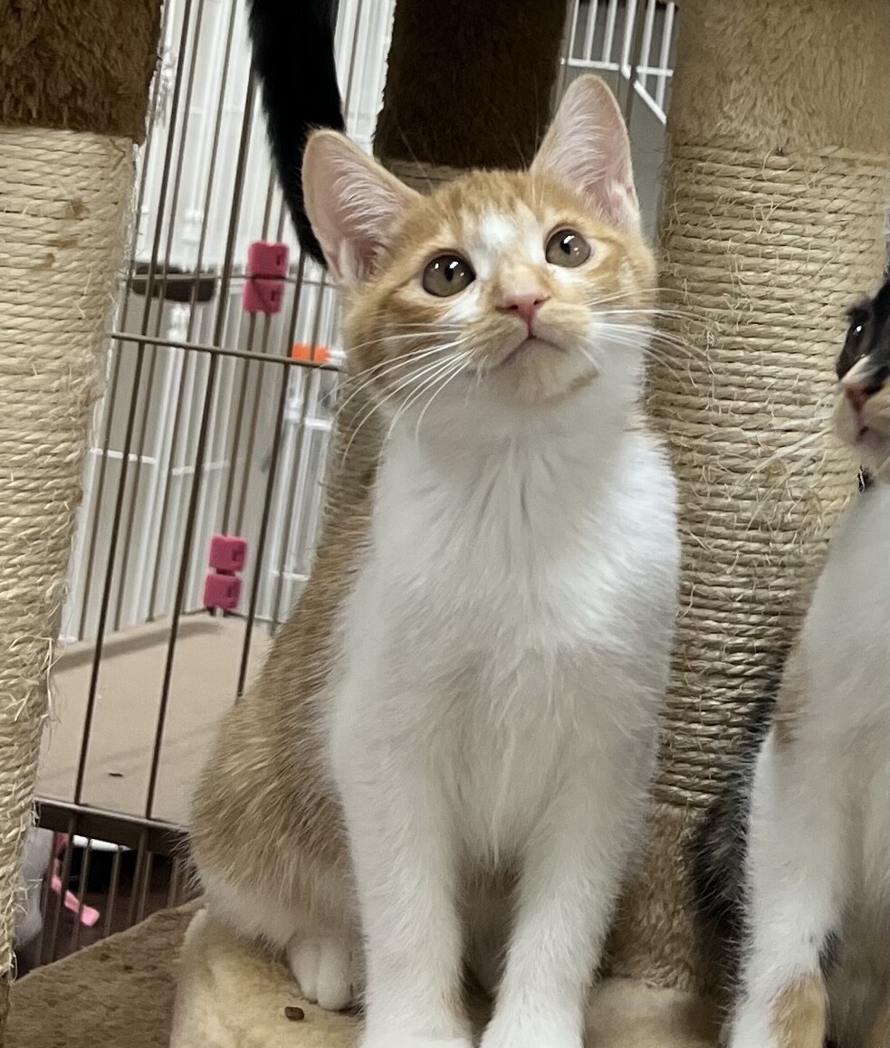 ぴょんと膝乗り★かっしー サムネイル2