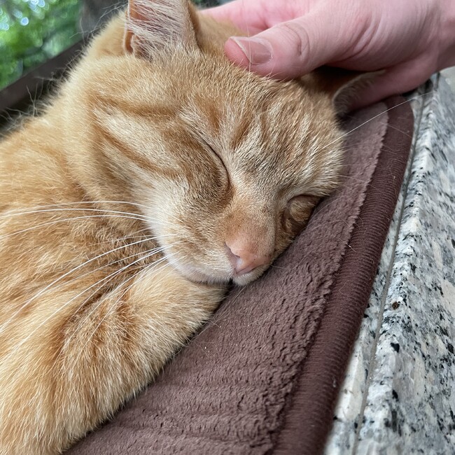 プアちゃんのカバー写真