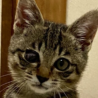 人馴れ抜群のお転婆娘のキジ子猫の希子ちゃん❣️