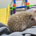 ハリネズミ5ヶ月