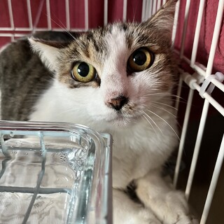 【人馴れ修行中】お目めの大きいよしさん♡