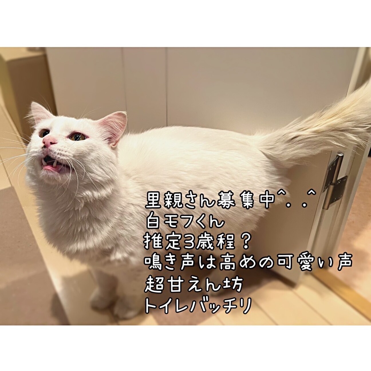 かわいい白モフ君」福岡県 - 猫の里親募集(443748) 1枚目の画像