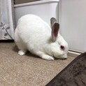 保護うさぎ・白雪ちゃん(佐渡っこ2世　No.26)