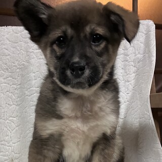 生後約3ヶ月の子犬里親緊急募集