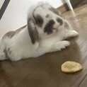 【トライアル中】ロップイヤーの男の子