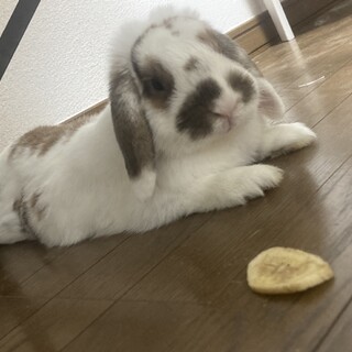 【トライアル中】ロップイヤーの男の子