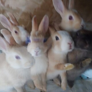 子ウサギ里親募集(⌒‐⌒)