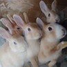 子ウサギ里親募集(⌒‐⌒) サムネイル2