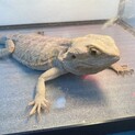 フトアゴヒゲトカゲ　メス