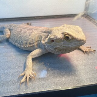 フトアゴヒゲトカゲ　メス