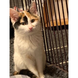 ツンデレの三毛猫、みつまめちゃん