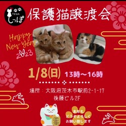 teamしっぽ譲渡会@茨木市譲渡会