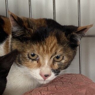 三毛猫のミケちゃん(仮名)　性別不明