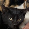 三毛猫のミケちゃん(仮名)　性別不明 サムネイル2