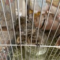 デグーの里親募集