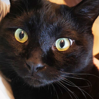 大きい身体に甘えん坊！黒猫カカオ