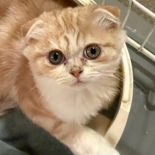 C22-M1107 ③　大きなお目目のスコチビ♪