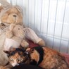 三毛猫のミケちゃん(仮名)　性別不明 サムネイル4