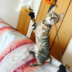 in瀬戸市☆初猫!!子猫がいる臨時譲渡会2023年1月3日（火）～ ちーむ にゃいんず