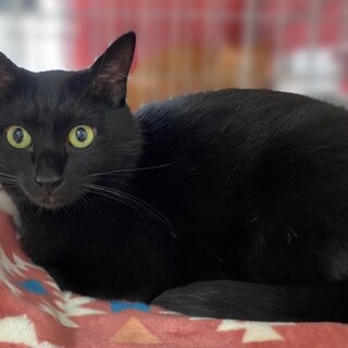 初対面でもナデナデOKなしし丸です