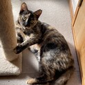 人も猫も大好き♡懐っこいみみちゃん