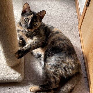 人も猫も大好き♡懐っこいみみちゃん