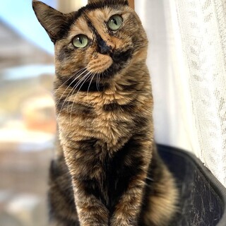 ネコだー－－いすき♪杏さん