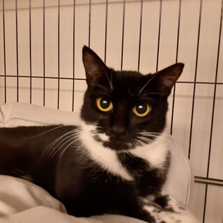 美人すぎるにゃん【りぼんちゃん】