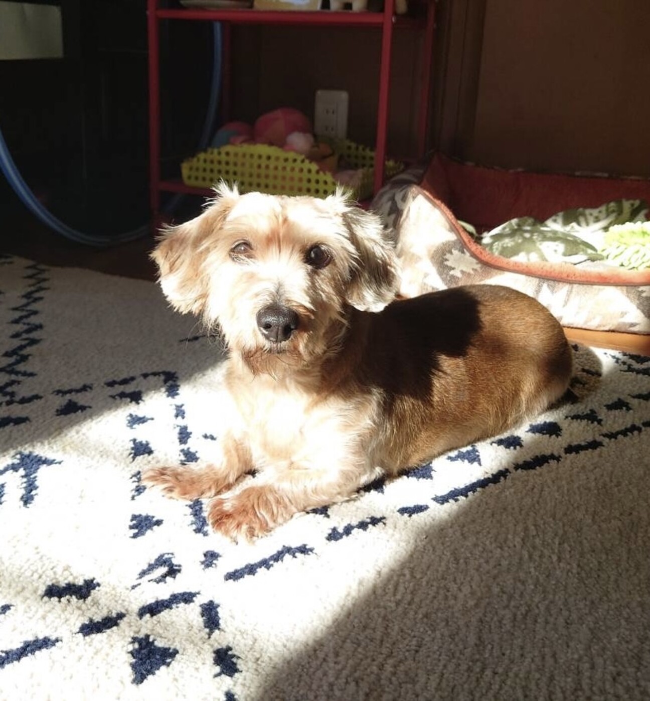 ワイヤーヘアーダックスフ」愛知県 - 犬の里親募集(443717