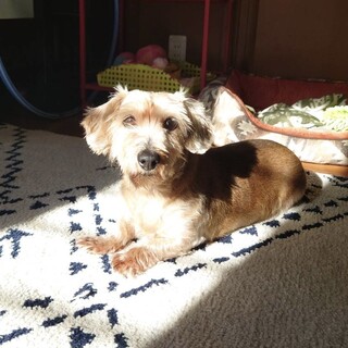 ワイヤーヘアーダックスフント　クルミちゃん