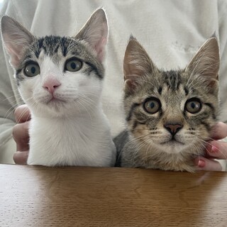 【お見合い随時】甘えん坊きゅるん顔★穏やか男子ペア