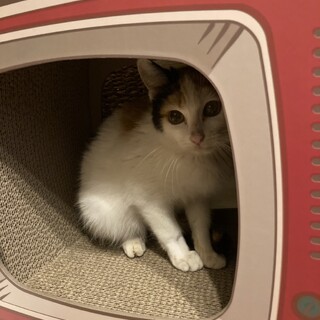 人大好き☆珍しいふわふわ長め毛♥️ミケ子猫ちゃん