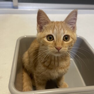 車の中から救出！茶トラ  イケメン