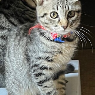 小粒で可愛い”たそがれ”ちゃん