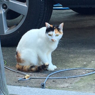 三毛メスです。どなたか里親になってあげてください。